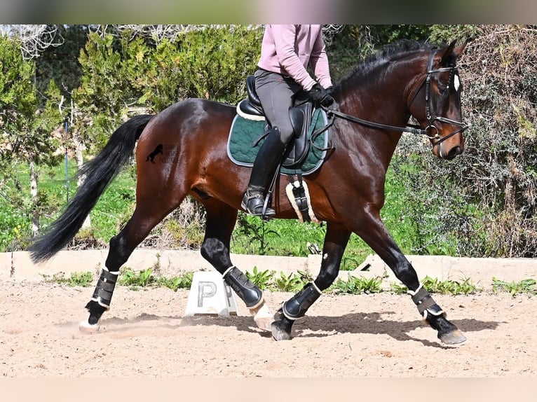 Lusitanien Étalon 4 Ans 165 cm Bai in Mallorca