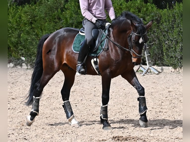 Lusitanien Étalon 4 Ans 165 cm Bai in Mallorca