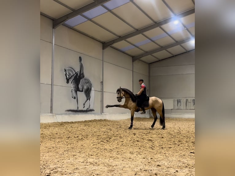 Lusitanien Étalon 4 Ans 165 cm Buckskin in Murcia