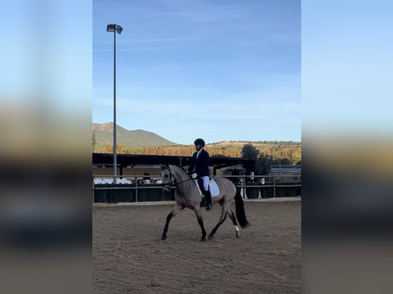 Lusitanien Étalon 4 Ans 165 cm Buckskin in Murcia