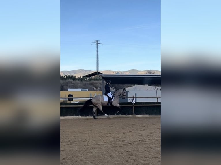 Lusitanien Étalon 4 Ans 165 cm Buckskin in Murcia