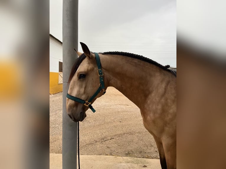 Lusitanien Étalon 4 Ans 165 cm Buckskin in Murcia