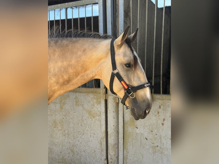 Lusitanien Étalon 4 Ans 165 cm Buckskin in Murcia