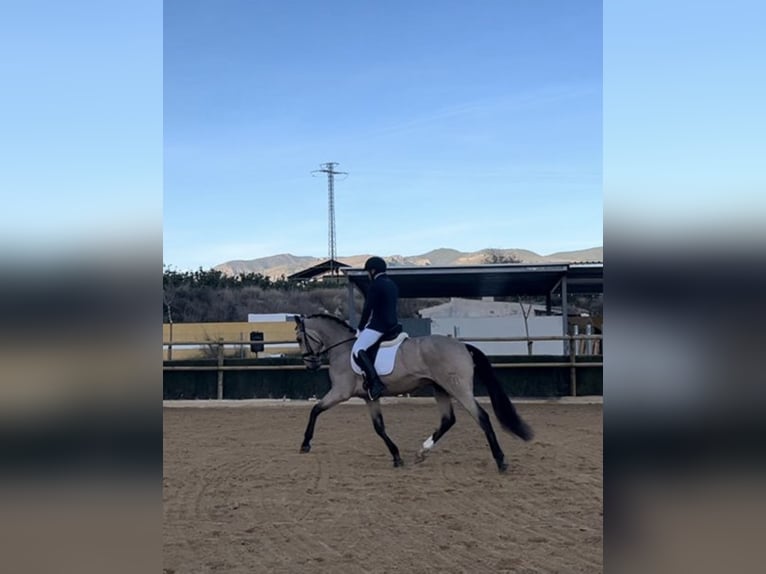 Lusitanien Étalon 4 Ans 165 cm Buckskin in Murcia