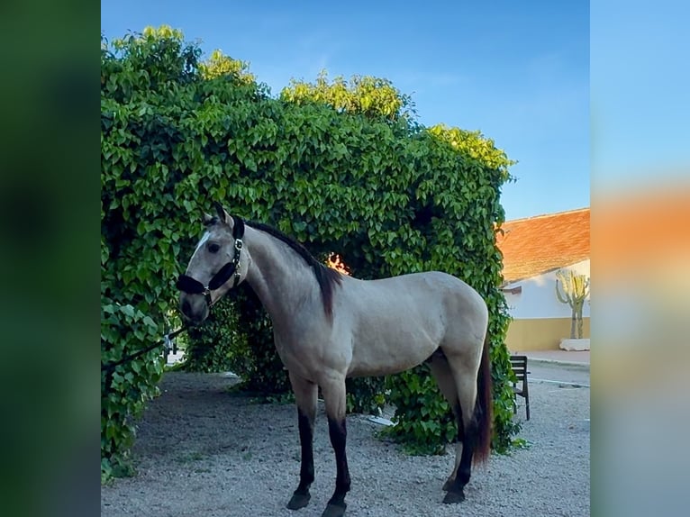 Lusitanien Étalon 4 Ans 165 cm Buckskin in Murcia