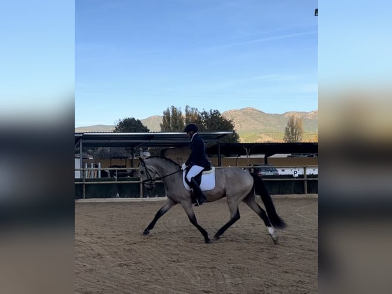 Lusitanien Étalon 4 Ans 165 cm Buckskin in Murcia