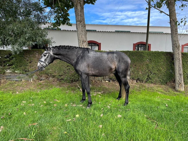 Lusitanien Étalon 4 Ans 165 cm Gris in Coruche