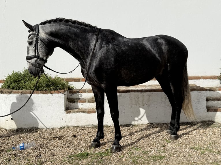 Lusitanien Étalon 4 Ans 165 cm Gris in Coruche