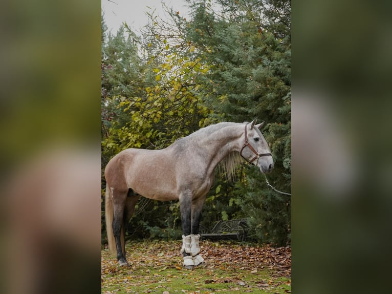 Lusitanien Étalon 4 Ans 165 cm Gris pommelé in Santa Perpetua de Mogoda