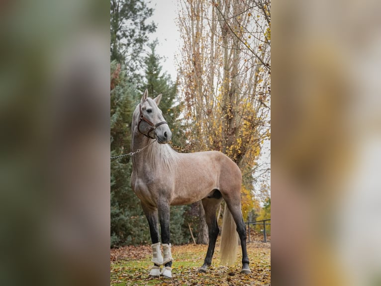 Lusitanien Étalon 4 Ans 165 cm Gris pommelé in Santa Perpetua de Mogoda