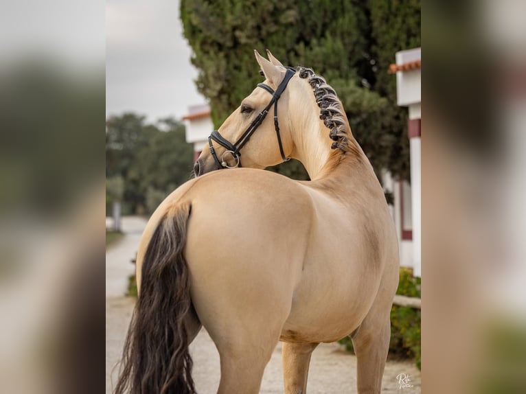 Lusitanien Étalon 4 Ans 165 cm Isabelle in Lisboa Lusitanien Étalon 4 Ans 165 cm Isabelle in Lisboa