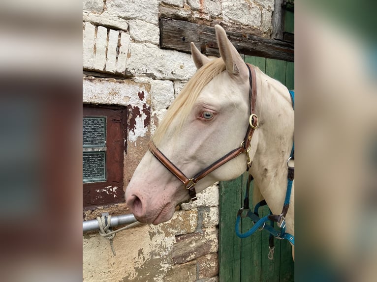 Lusitanien Étalon 4 Ans 165 cm Perlino in Bischheim