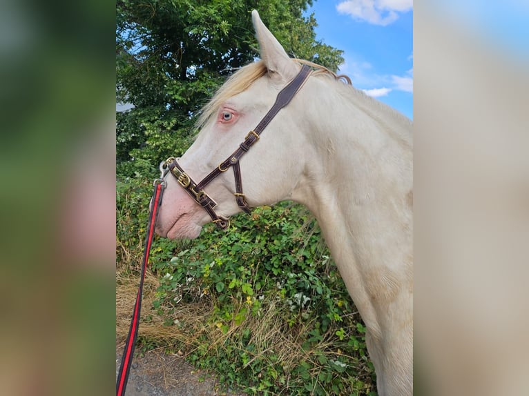 Lusitanien Étalon 4 Ans 165 cm Perlino in Bischheim