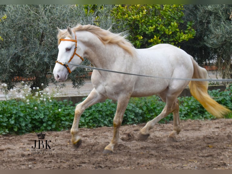 Lusitanien Étalon 4 Ans 165 cm Perlino in Tabernas Almeria
