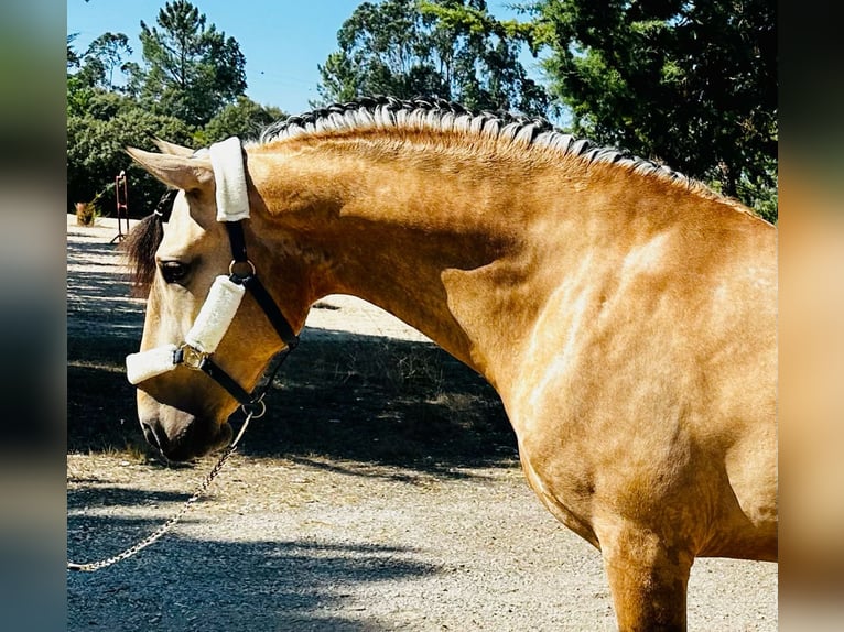 Lusitanien Étalon 4 Ans 166 cm Bai cerise in Ourém