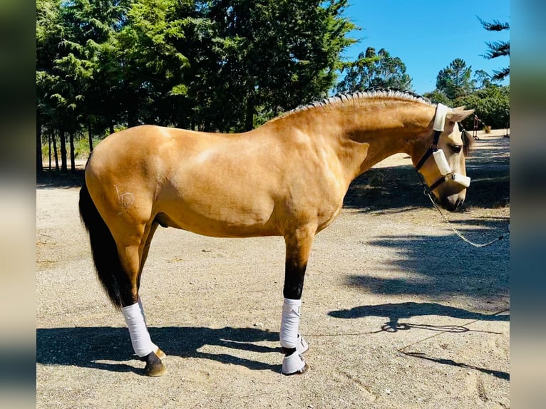 Lusitanien Étalon 4 Ans 166 cm Bai cerise in Ourém