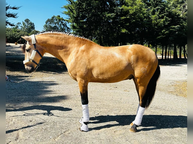 Lusitanien Étalon 4 Ans 166 cm Bai cerise in Ourém