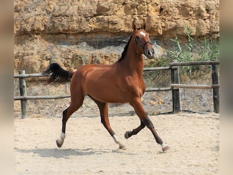 Lusitanien Étalon 4 Ans 166 cm Bai in Ribamar