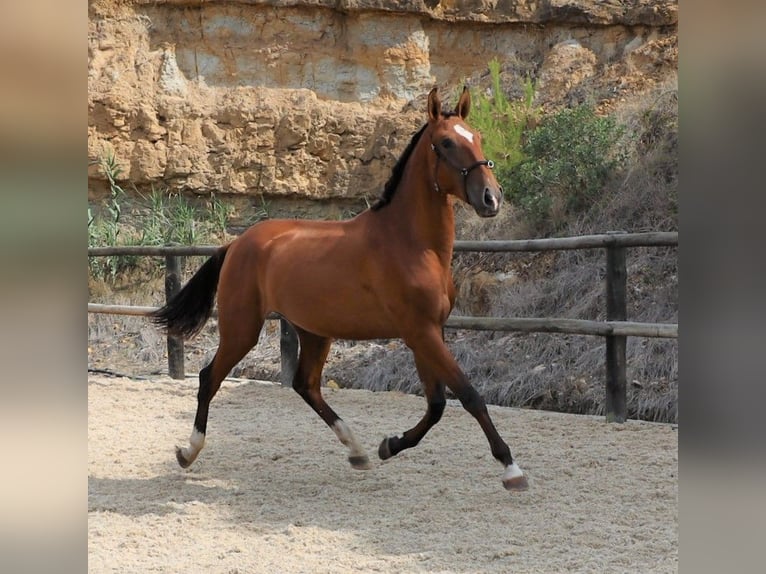 Lusitanien Étalon 4 Ans 166 cm Bai in Ribamar