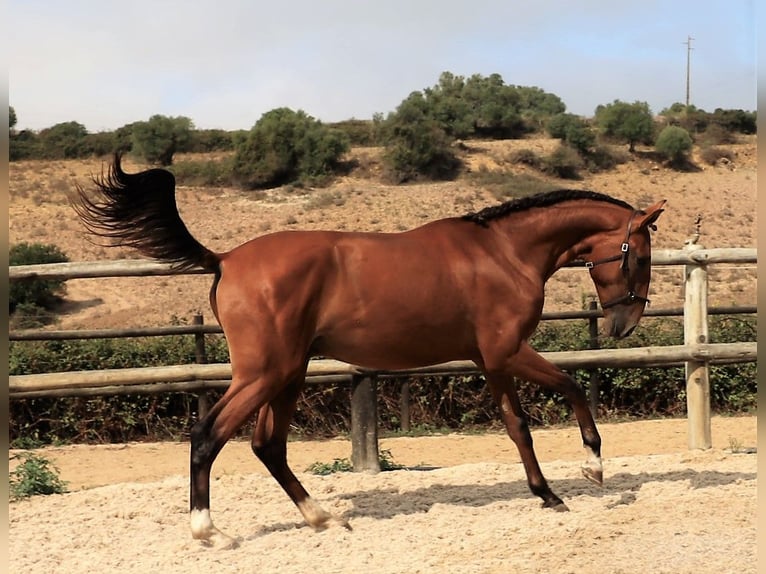 Lusitanien Étalon 4 Ans 166 cm Bai in Ribamar