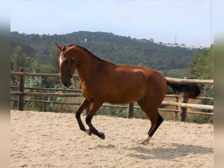 Lusitanien Étalon 4 Ans 166 cm Bai in Ribamar