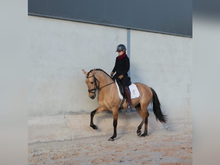 Lusitanien Étalon 4 Ans 166 cm Isabelle in Torres Vedras