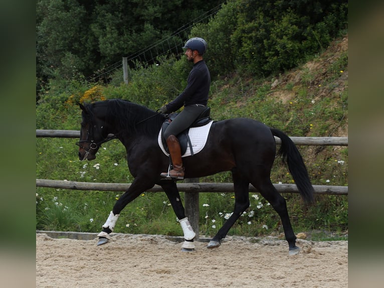 Lusitanien Étalon 4 Ans 168 cm Bai brun in Ribamar