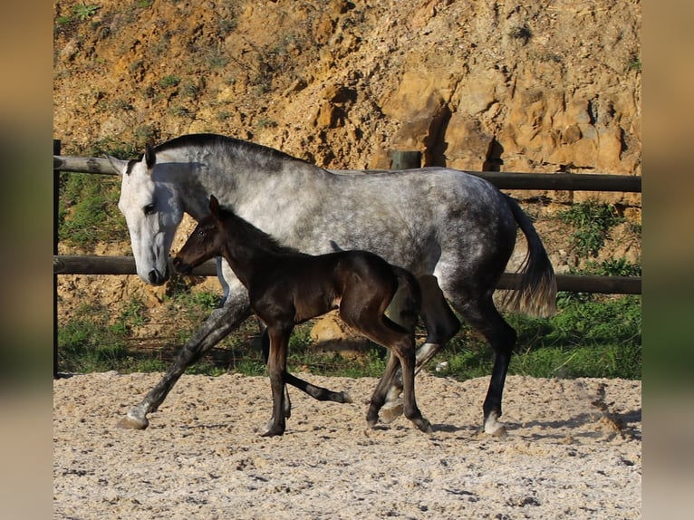 Lusitanien Étalon 4 Ans 168 cm Bai brun in Ribamar