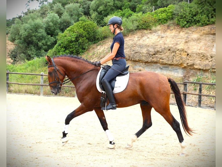 Lusitanien Étalon 4 Ans 168 cm Bai in Rbamar