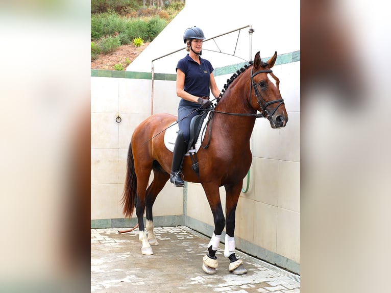Lusitanien Étalon 4 Ans 168 cm Bai in Rbamar