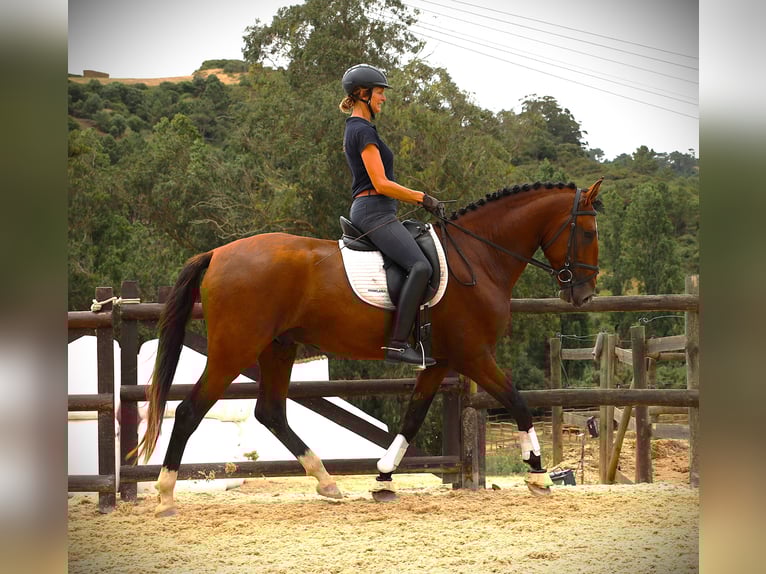 Lusitanien Étalon 4 Ans 168 cm Bai in Rbamar