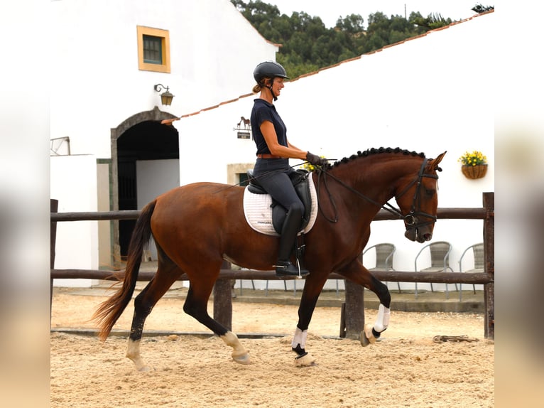 Lusitanien Étalon 4 Ans 168 cm Bai in Rbamar