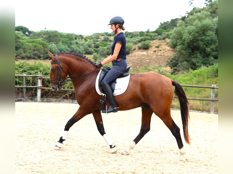 Lusitanien Étalon 4 Ans 168 cm Bai in Rbamar