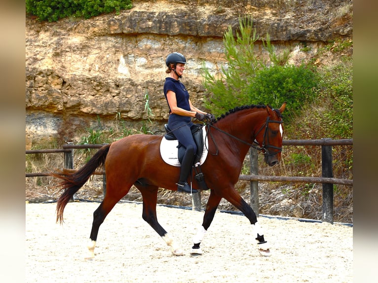 Lusitanien Étalon 4 Ans 168 cm Bai in Rbamar