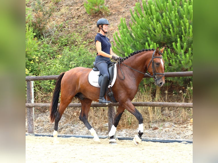 Lusitanien Étalon 4 Ans 168 cm Bai in Rbamar