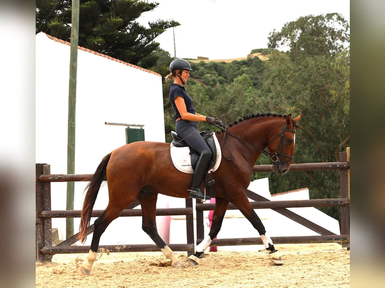 Lusitanien Étalon 4 Ans 168 cm Bai in Rbamar