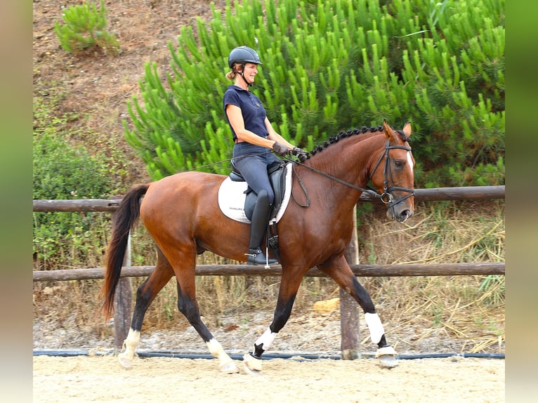 Lusitanien Étalon 4 Ans 168 cm Bai in Rbamar