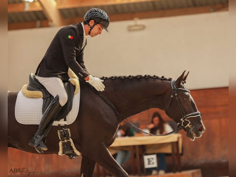 Lusitanien Croisé Étalon 4 Ans 168 cm Noir in Pera