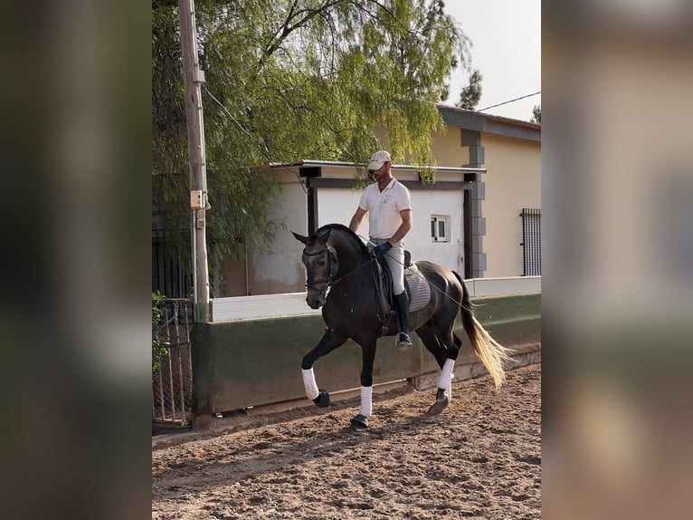 Lusitanien Étalon 4 Ans 170 cm Bai in Murcia