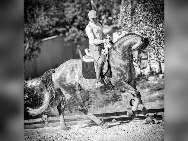 Lusitanien Étalon 4 Ans 170 cm Gris in Sintra