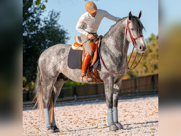 Lusitanien Étalon 4 Ans 170 cm Gris in Sintra