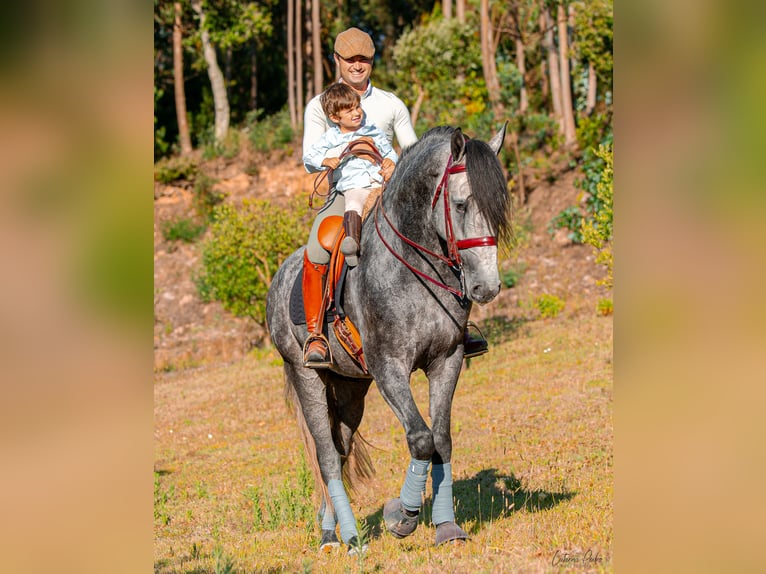 Lusitanien Étalon 4 Ans 170 cm Gris in Sintra