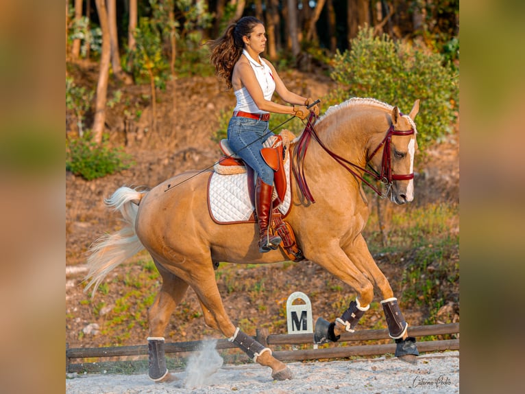 Lusitanien Croisé Étalon 4 Ans 170 cm Palomino in Sintra