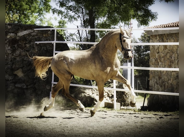 Lusitanien Croisé Étalon 4 Ans 170 cm Perle in La Cabrera