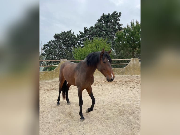 Lusitanien Étalon 4 Ans Bai in Arles