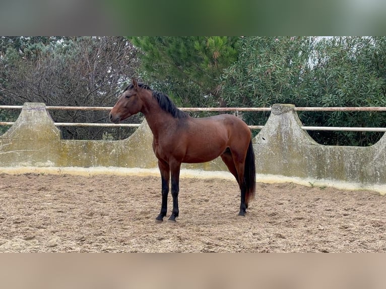 Lusitanien Étalon 4 Ans Bai in Arles