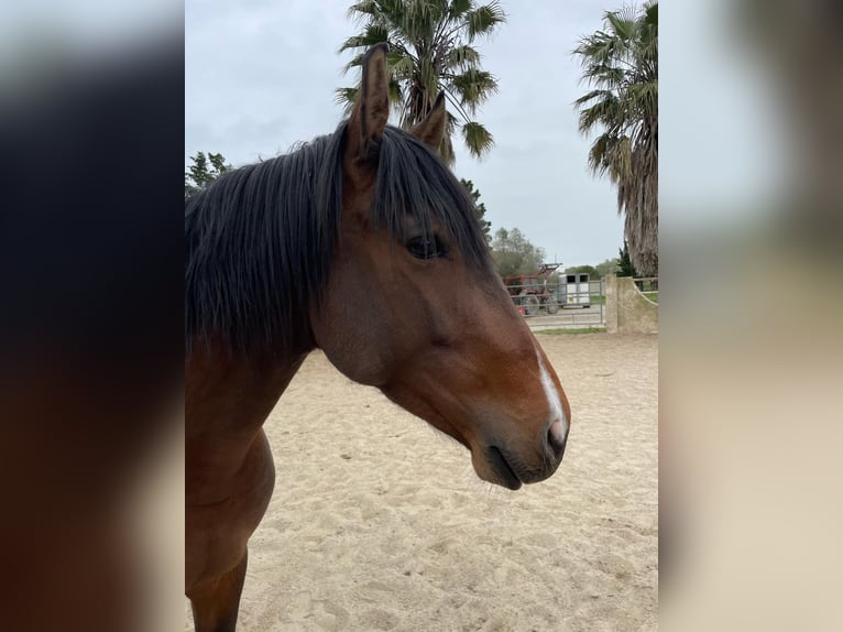 Lusitanien Étalon 4 Ans Bai in Arles