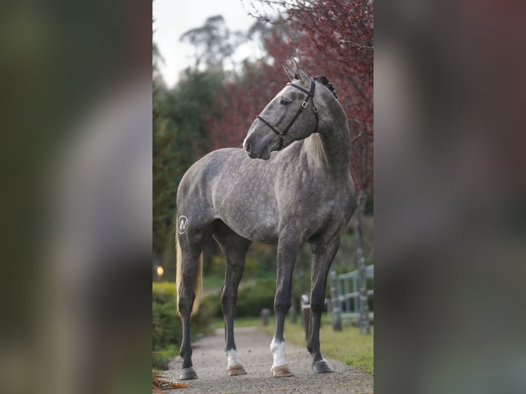 Lusitanien Étalon 4 Ans Gris in Porto