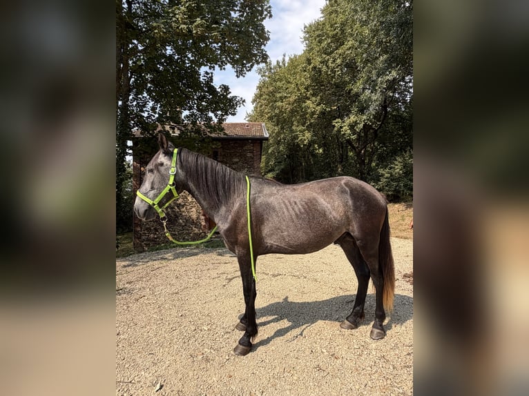 Lusitanien Étalon 4 Ans Gris noir in Saint-Étienne