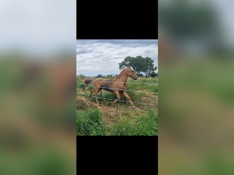 Lusitanien Croisé Étalon 4 Ans Palomino in Gent